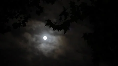 Tree Branches &amp; Leaves Silhouette - Full Moon &amp; Night Sky Stock Footage 32238242
