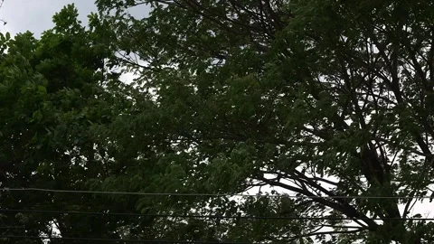Tree branches with leaves swaying in the wind. Stock-Footage 274918949