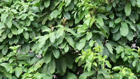Tree branches with leaves swaying in the wind on windy day. Stockbeeldmateriaal 274918950
