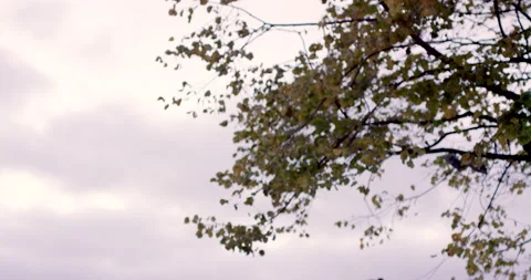 Tree branches with leaves swinging in wind with sky in dusk Stock Footage 155267563