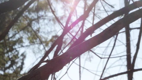 Tree branches with lensflare Stock Footage 143491195