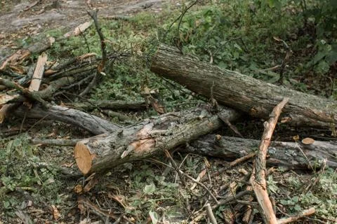 Tree branches lie in a heap in the forest Stock Photos
