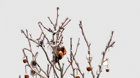Tree branches lie on a transparent background covered with snow and frost. Stock-Footage 329878530