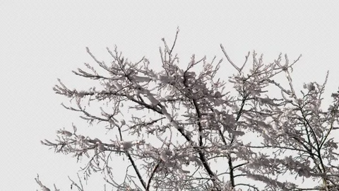 Tree branches lie on a transparent background covered with snow and frost. Video stock 329891488