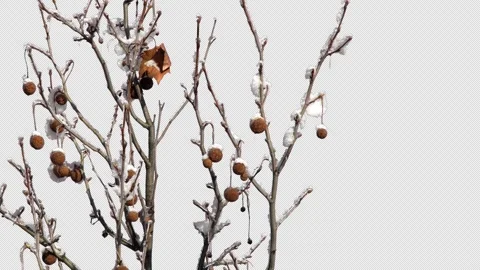 Tree branches lie on a transparent background covered with snow and frost. Stock-Footage 330246807