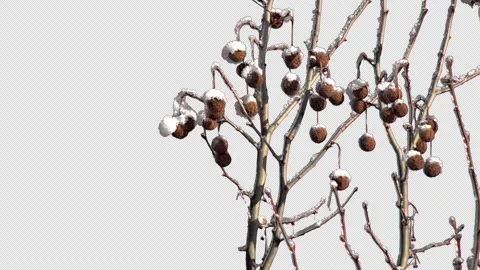 Tree branches lie on a transparent background covered with snow and frost. Video stock 331201799