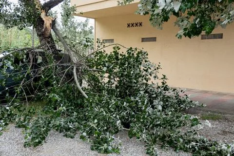 A tree with branches lies by a wall and car Stock Photos