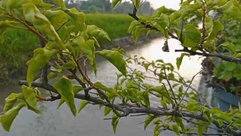 Tree branches with light green leaves grow along the riverbank. Stock Footage 323449058