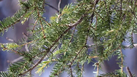 The tree branches lit by the Sun Stock Footage 127884457