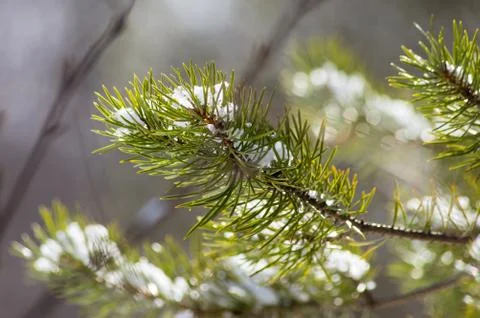 The tree branches lit by the Sun Stock Photos