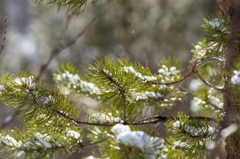 The tree branches lit by the Sun, the snow. Spring Stock Photos