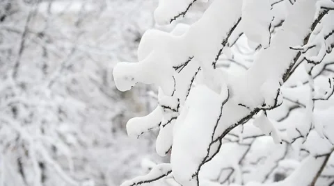 Tree branches loaded with snow Video stock 63455130