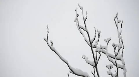 Tree branches loaded with snow Видео 63455133