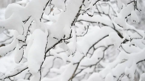 Tree branches loaded with snow 스톡 동영상 63455158