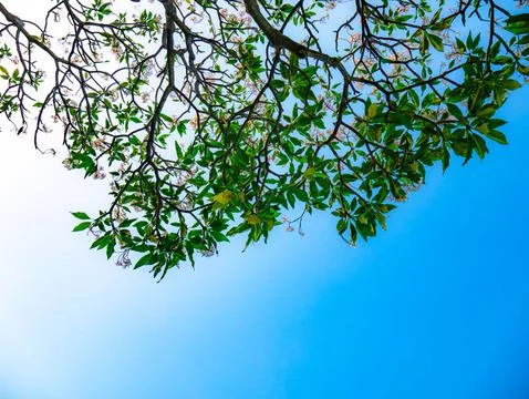 Tree Branches Looking Up Blue Sky: Green Leaves White Flowers Perspective N.. 스톡 사진