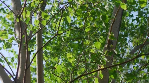 Tree Branches Looking Up Green Leaves Light Airy Fresh Stock Footage 325760985