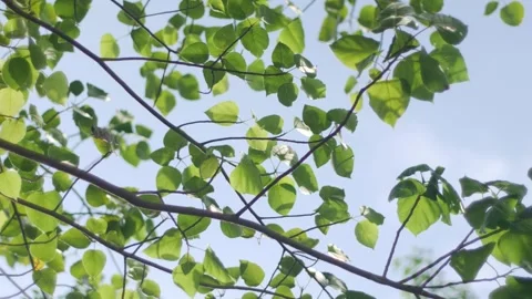 Tree Branches Looking Up Green Leaves Light Airy Fresh Stock Footage 325760989