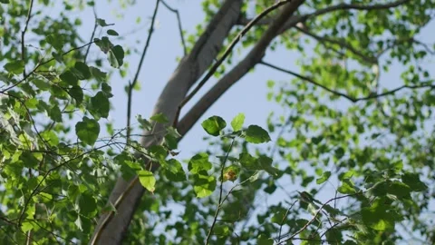 Tree Branches Looking Up Green Leaves Light Airy Fresh Stock Footage 326463931