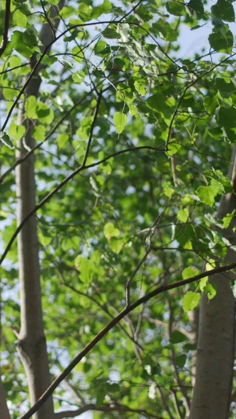 Tree Branches Looking Up Green Leaves Light Airy Fresh Stock Footage 326464108