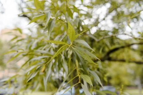 Tree branches looking up with green leaves and blue sky Stock Photos
