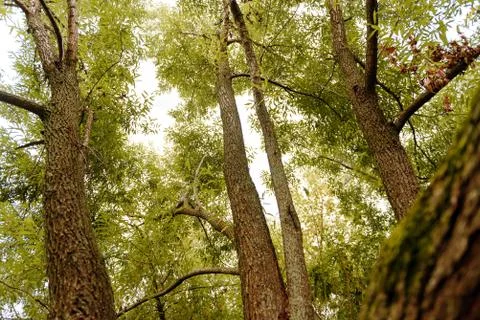 Tree branches looking up with green leaves and blue sky Stock Photos