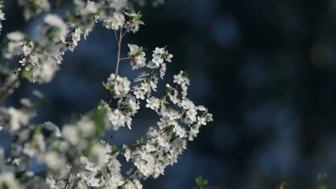Tree branches with lots of small white flowers inflorescences in early spring. Video stock 124709706