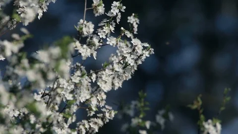 Tree branches with lots of small white flowers inflorescences in early spring. Video stock 124710037