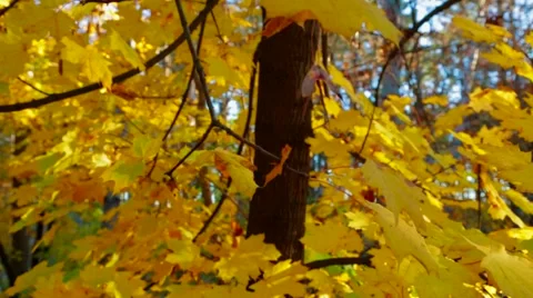Tree Branches With Lush Yellow Leaves in Autumn Park Stock-Footage 57336596