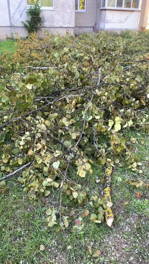 Tree branches lying on the ground. Vertical video Stock Footage 287944679