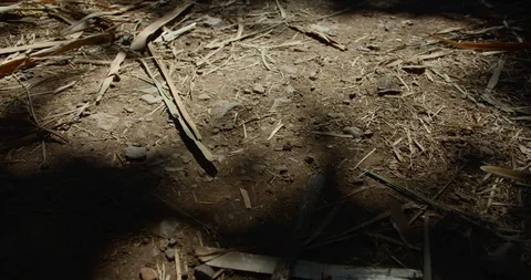 Tree branches making shadows on a dirt road 動画素材 127859107