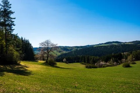Tree branches on a meadow in the mountains in spring on a sunny day Stock Photos