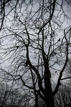 Tree branches on a moody, cloudy day Stock Photos