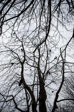 Tree branches on a moody, cloudy day Stock Photos