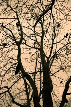 Tree branches on a moody, cloudy day Stock Photos