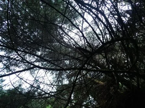 Tree branches with mountain scenery in the background. Stock Photos