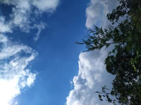 Tree branches with mountain scenery in the background. Stock Photos