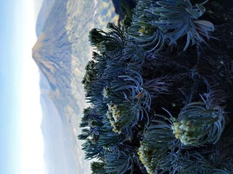 Tree branches with mountain scenery in the background. Stock Photos