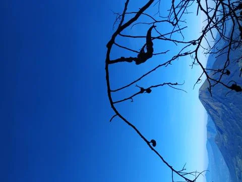 Tree branches with mountain scenery in the background. Stock Photos