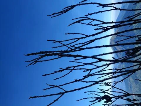 Tree branches with mountain scenery in the background. Stock Photos
