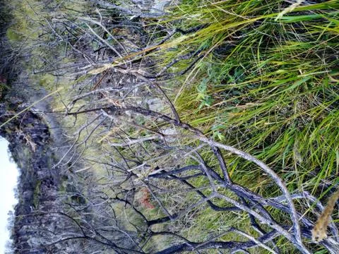 Tree branches with mountain scenery in the background. Stock Photos