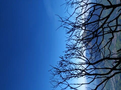 Tree branches with mountain scenery in the background. Stock Photos