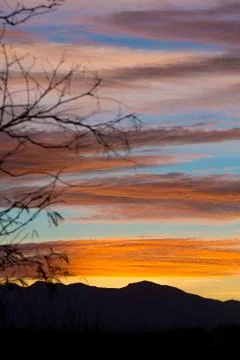 Tree Branches on Mountain Sunset Stock Photos
