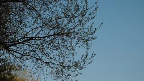 Tree branches move in the wind Video stock 106854346