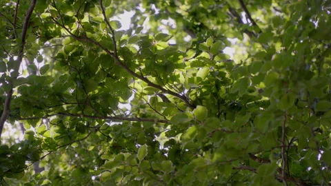 Tree branches moved by the wind during the day 스톡 동영상 293709225