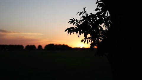 Tree branches moved by the wind at sunset Video stock 137602688