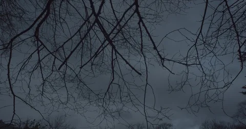 Tree branches moving fast in the wind at night in a scary cloudy gray sky in Vídeos de archivo 110698780