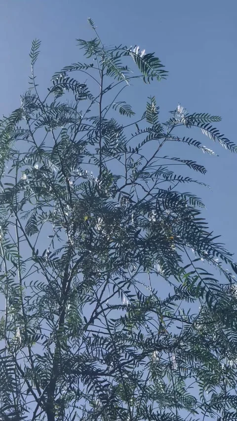 Tree Branches Moving Gently Against Blue Sky Stock Footage 328595693