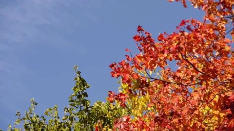 Tree Branches Moving Wildly in Strong Autumn Wind Gusts 스톡 동영상 219269591