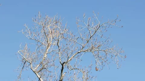 Tree branches moving in the wind on blue sky background 库存影片 170115106