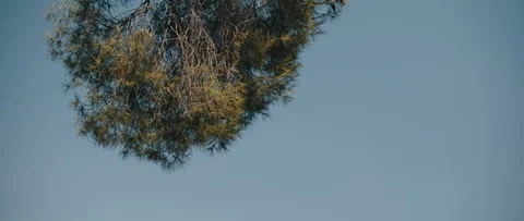 Tree branches moving in the wind breeze with blue sky in the background. Stock Footage 126738479